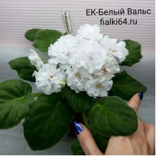 ЕК-Белый Вальс